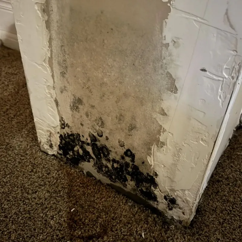 Professional Mold Removal in San Diego County, CA